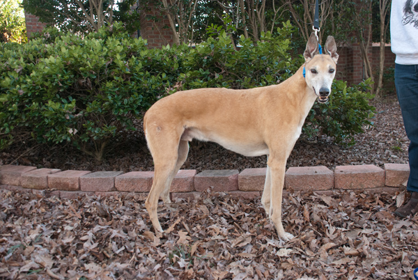 Greyhound ears sales